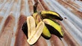 Kepok banana Musa acuminata Ãâ balbisiana